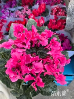 高度40厘米仙客来