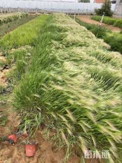 精品芒颖大麦草