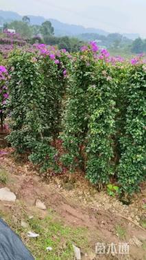 高度200厘米三角梅柱