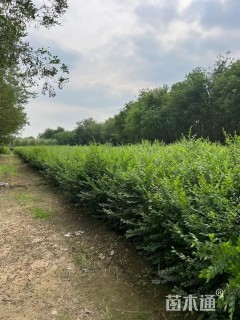 高度100厘米榆树小苗