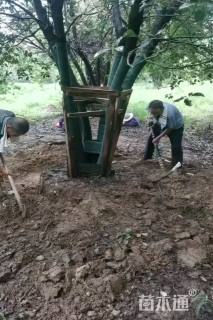 80公分(5杆)丛生香樟