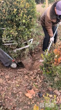 高度150厘米瓜子黄杨