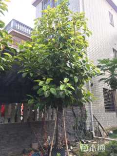 高度450厘米富贵榕