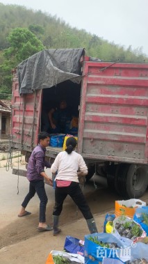 高度15厘米春鹃