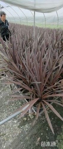 高度50厘米朱蕉