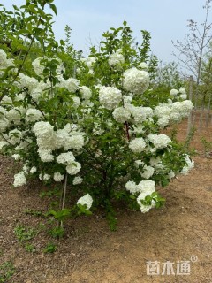 高度200厘米中华木绣球