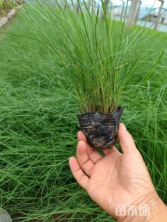 高度30厘米粉黛乱子草