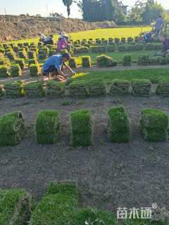 草卷状马尼拉草