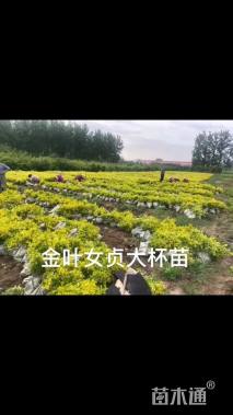 高度40厘米金叶女贞