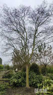 高度450厘米大红紫薇