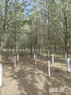 10公分彩叶豆梨