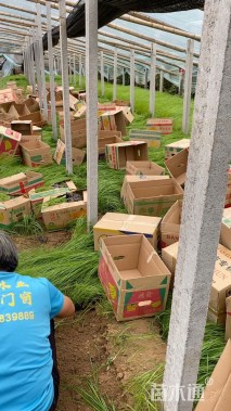 高度44厘米狼尾草