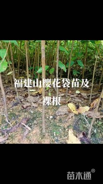 0.8公分福建山樱花