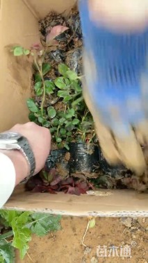 高度40厘米月季