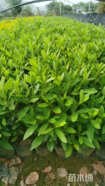 高度35厘米龟甲冬青