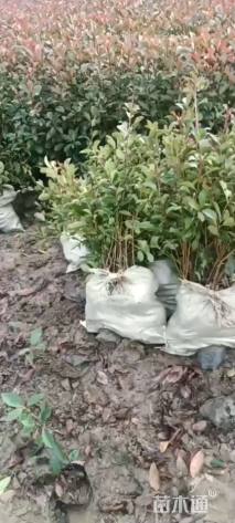 高度25厘米水生鸢尾