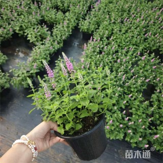 高度30厘米穗花婆婆纳