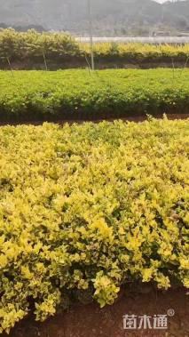 高度35厘米金森女贞