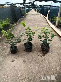 高度26厘米茉莉花