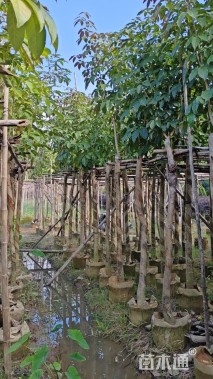 5公分紫花风铃木