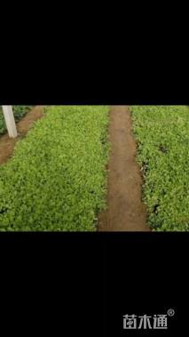 高度20厘米毛地黄