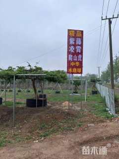 600厘米多花紫藤