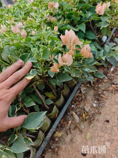 高度30厘米三角梅