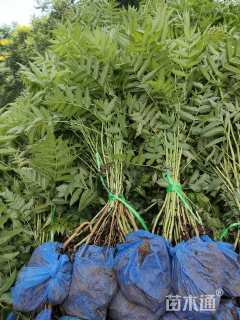 高度80厘米珍珠梅