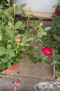 高度25厘米欧洲月季