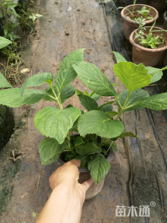 高度30厘米绣球