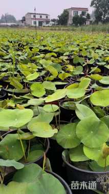 高度15厘米荷花