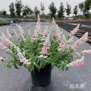 高度50厘米墨西哥鼠尾草