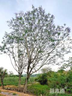 25公分蓝花楹