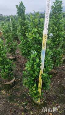 高度160厘米火山榕