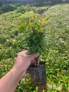 高度20厘米红车