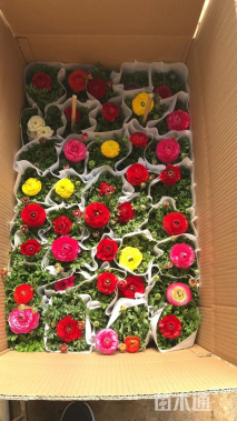 高度20厘米花毛茛