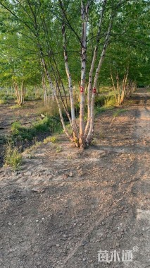 高度700厘米(5杆)丛生白桦