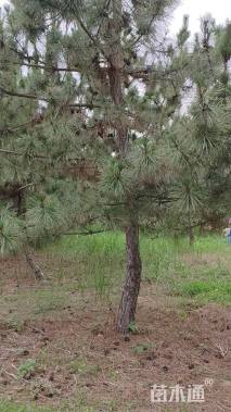 高度300厘米黑松