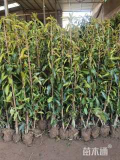 高度140厘米法国冬青