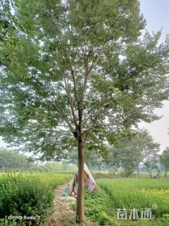 25公分榉树