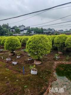 冠幅150厘米千层金球