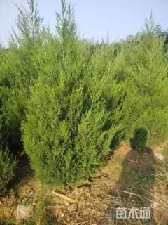 高度100厘米蜀桧