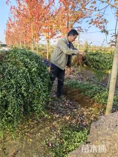 50厘米小叶扶芳藤