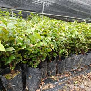 高度20厘米嘉宝果