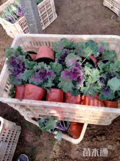 高度15厘米羽衣甘蓝