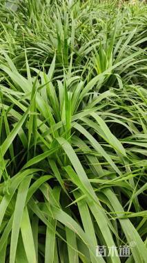 高度130厘米龙血树