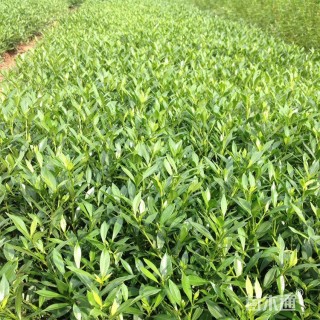 高度20厘米小叶栀子小苗