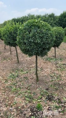 高度150厘米高杆大叶黄杨球