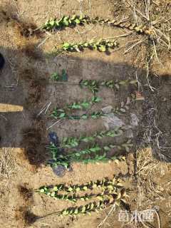 高度60厘米卫矛