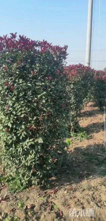 高度150厘米红叶石楠柱